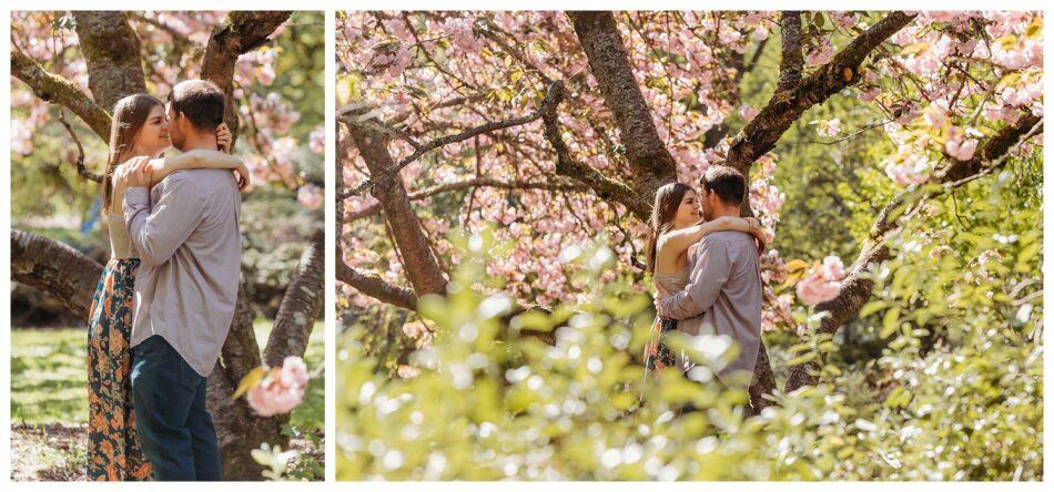 Washington Park Arboretum Cherry Blossom Engagement Session 0037 950x444 Washington Park Arboretum Cherry Blossom Engagement Session